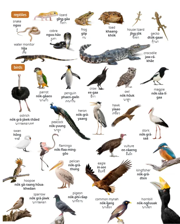 The Ultimate Thai Visual Dictionary - Image 5